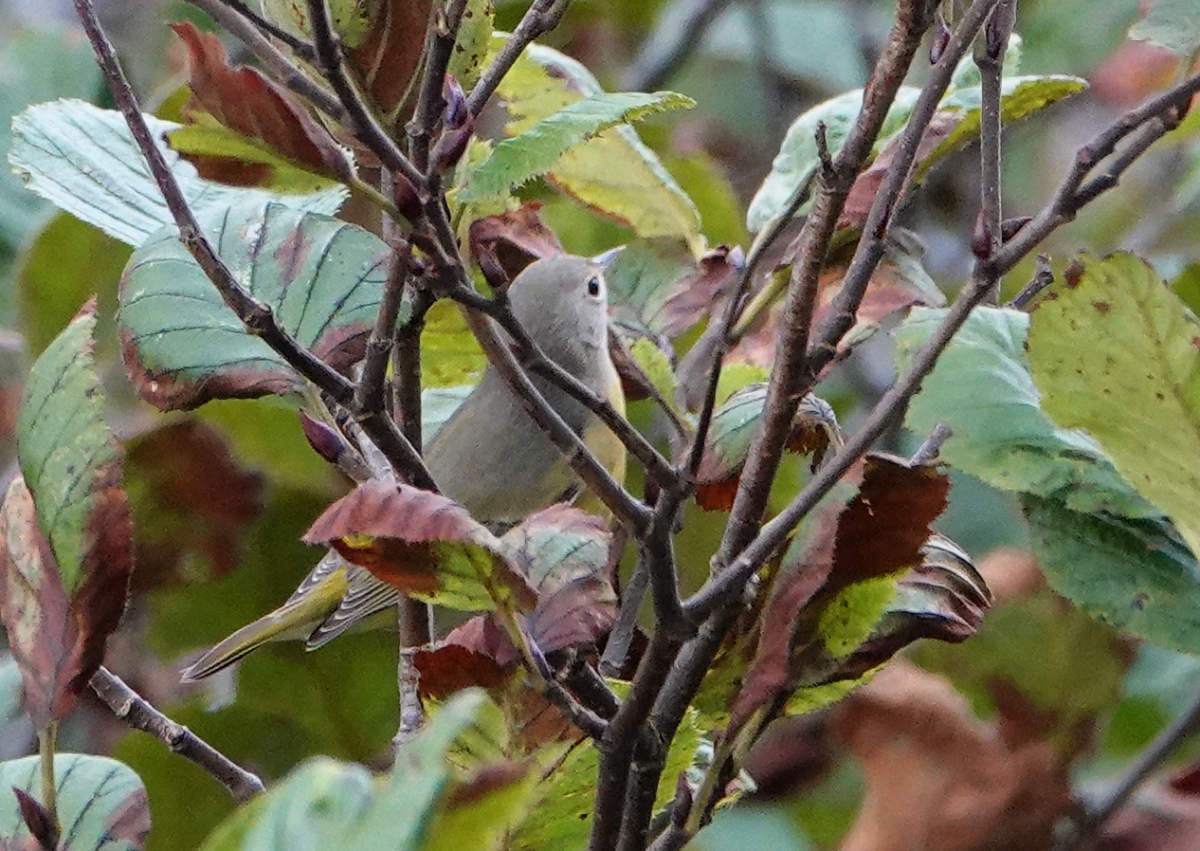 Rubinfleck-Waldsänger - ML624570739