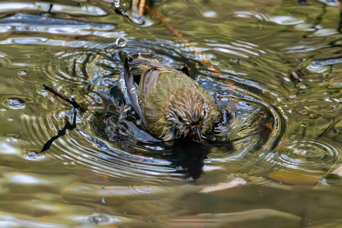 Striated Thornbill - ML624570745