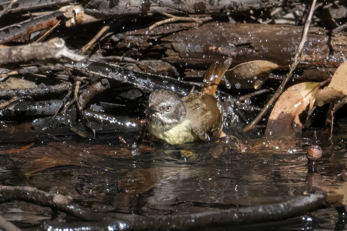 White-browed Scrubwren - ML624570756