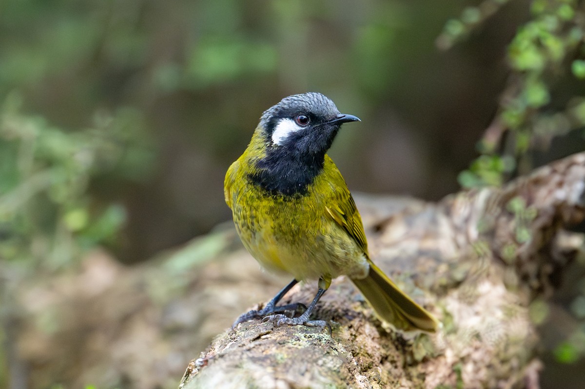 White-eared Honeyeater - ML624570762