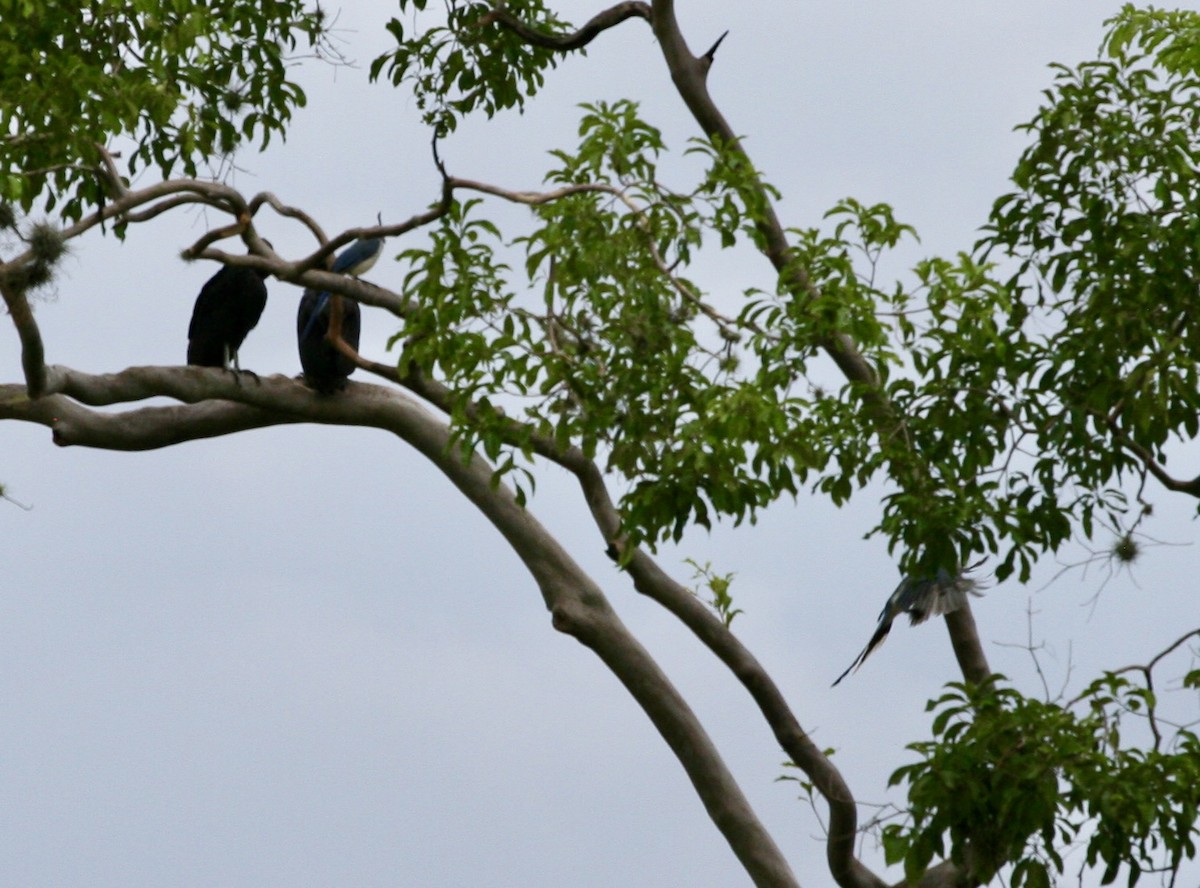 Black Vulture - ML624570767