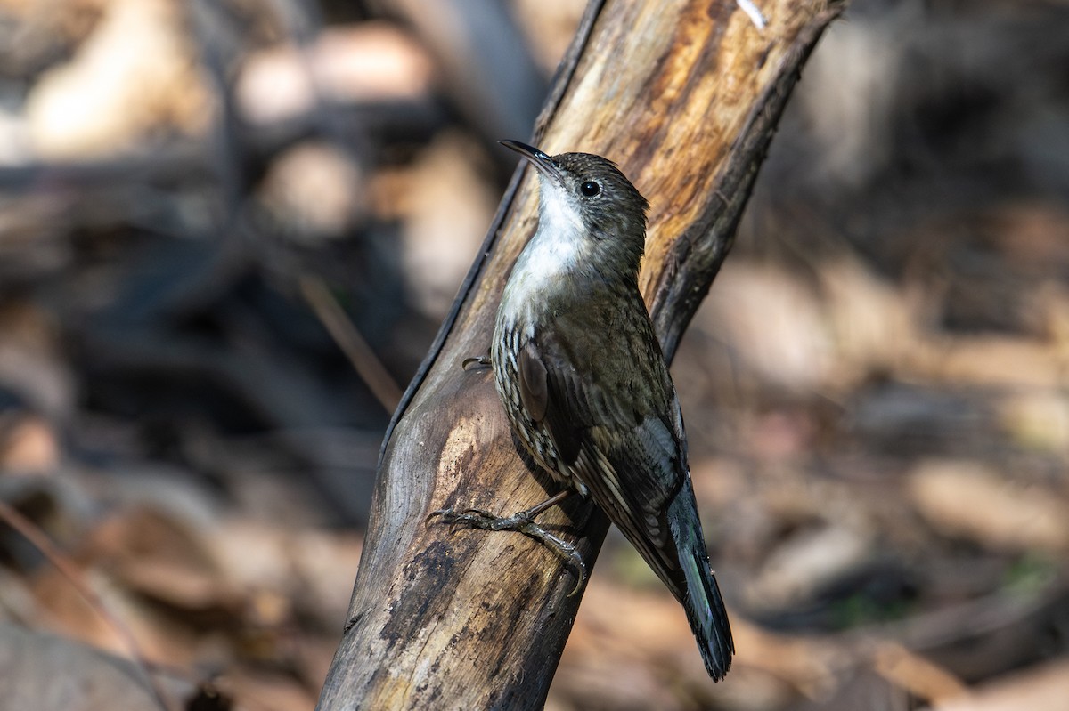 White-throated Treecreeper - ML624570771