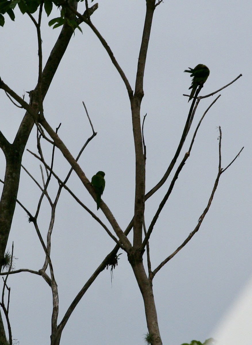 Pacific Parakeet - ML624570809