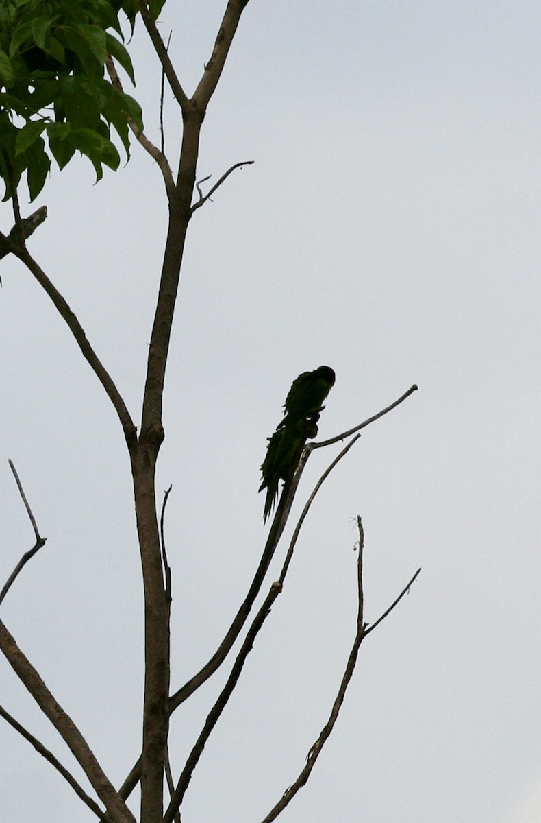 オオメキシコインコ - ML624570810