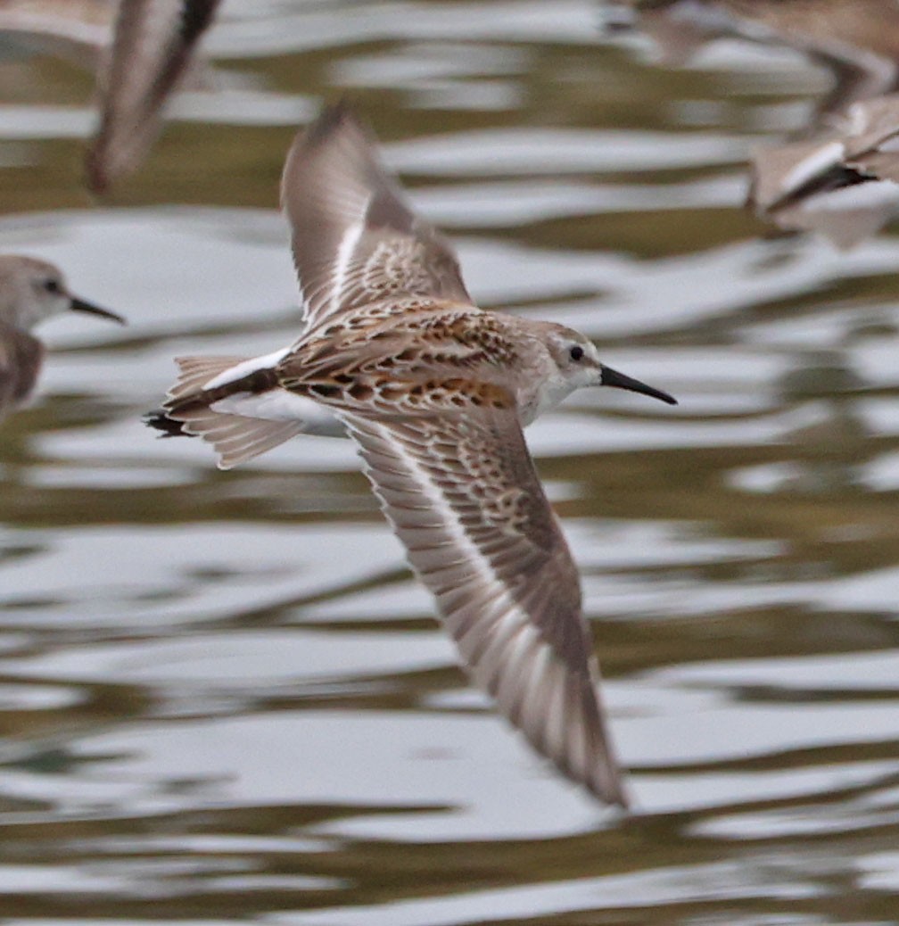 Western Sandpiper - ML624570811