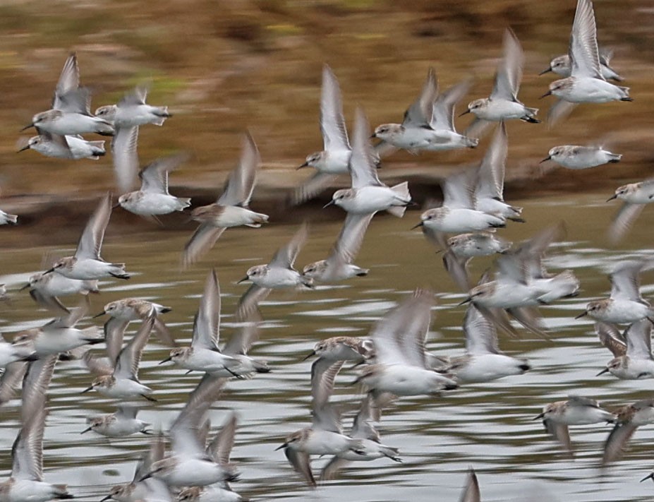 Western Sandpiper - ML624570812