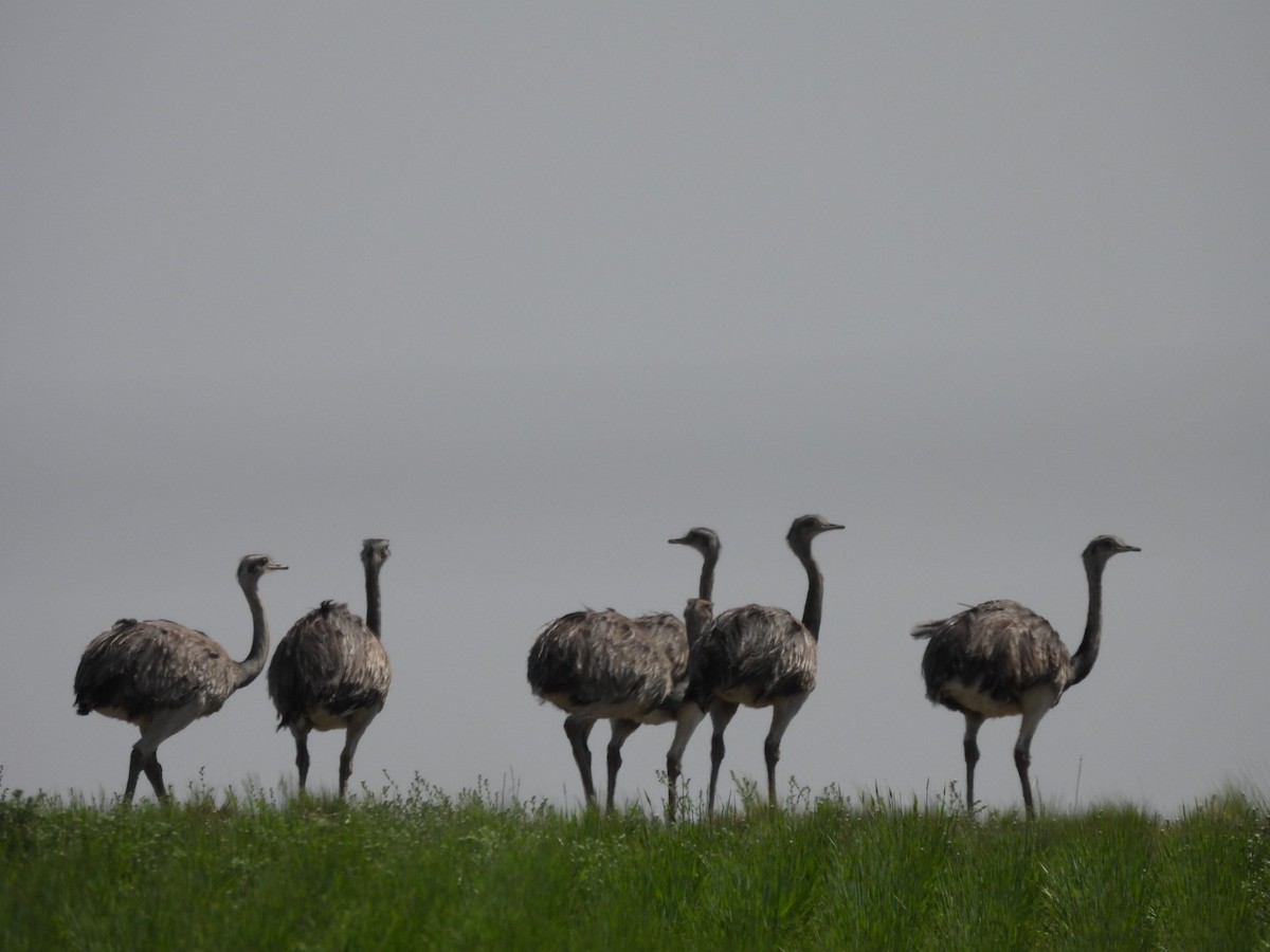 Greater Rhea - ML624570814