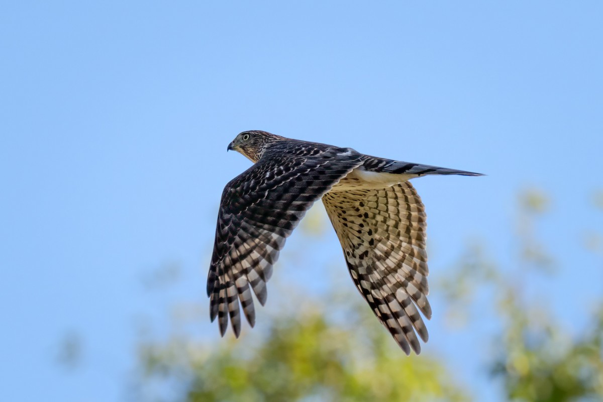 Cooper's Hawk - ML624570815