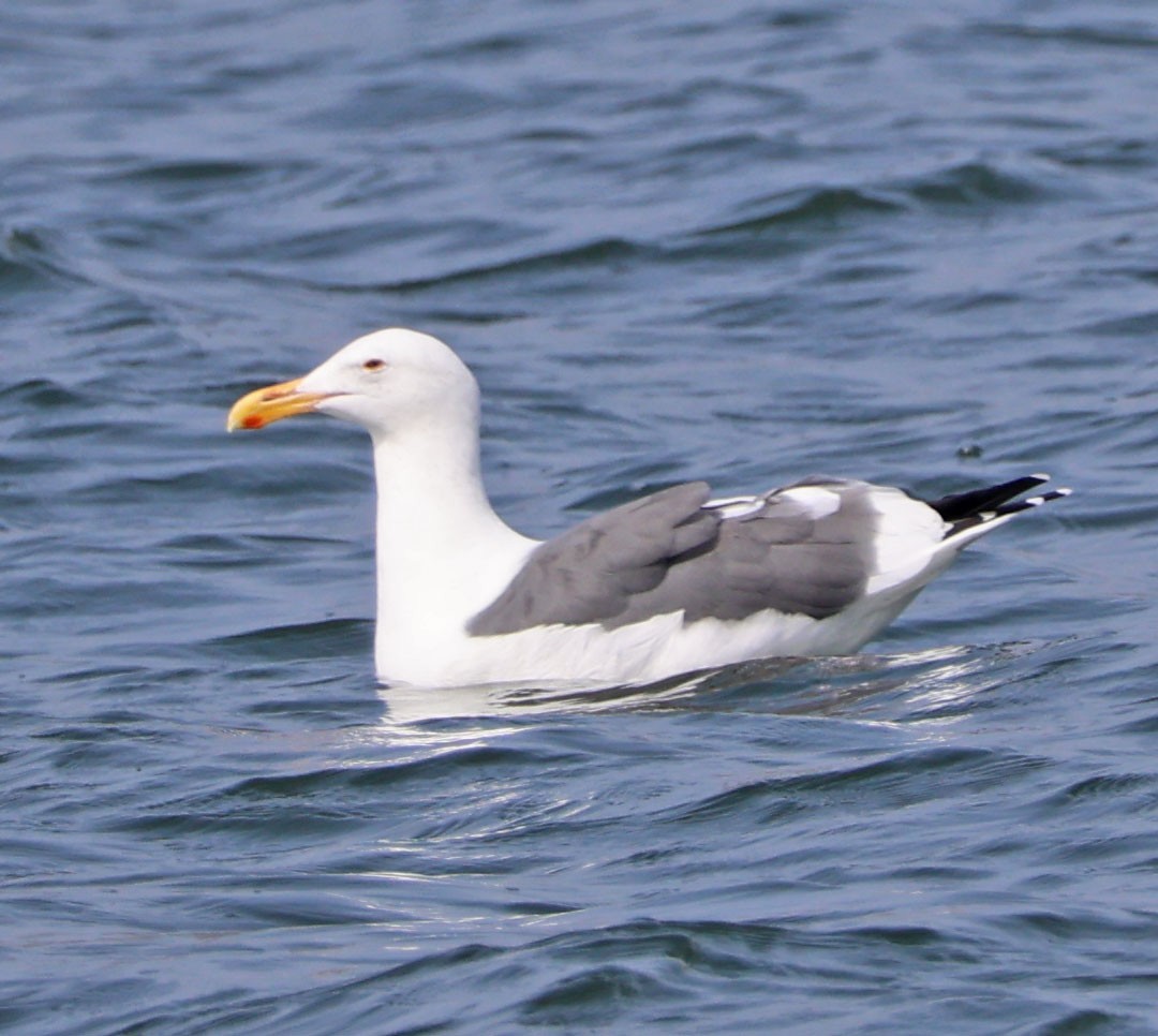 Western Gull - ML624570816