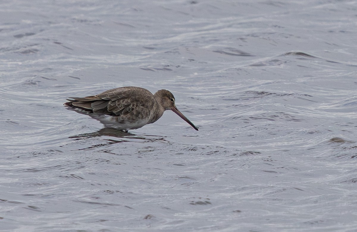 Black-tailed Godwit (melanuroides) - ML624570817