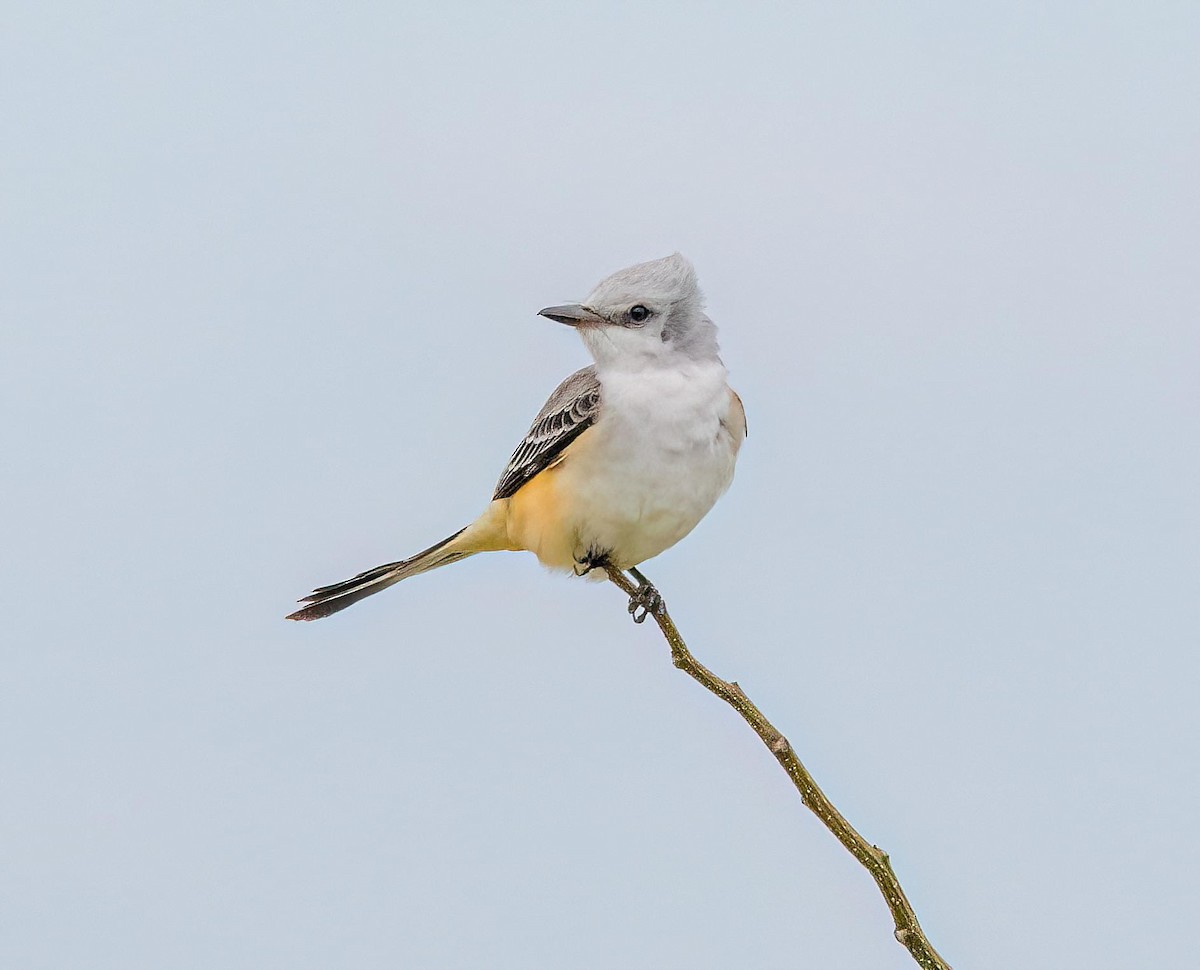 Scissor-tailed Flycatcher - ML624570818