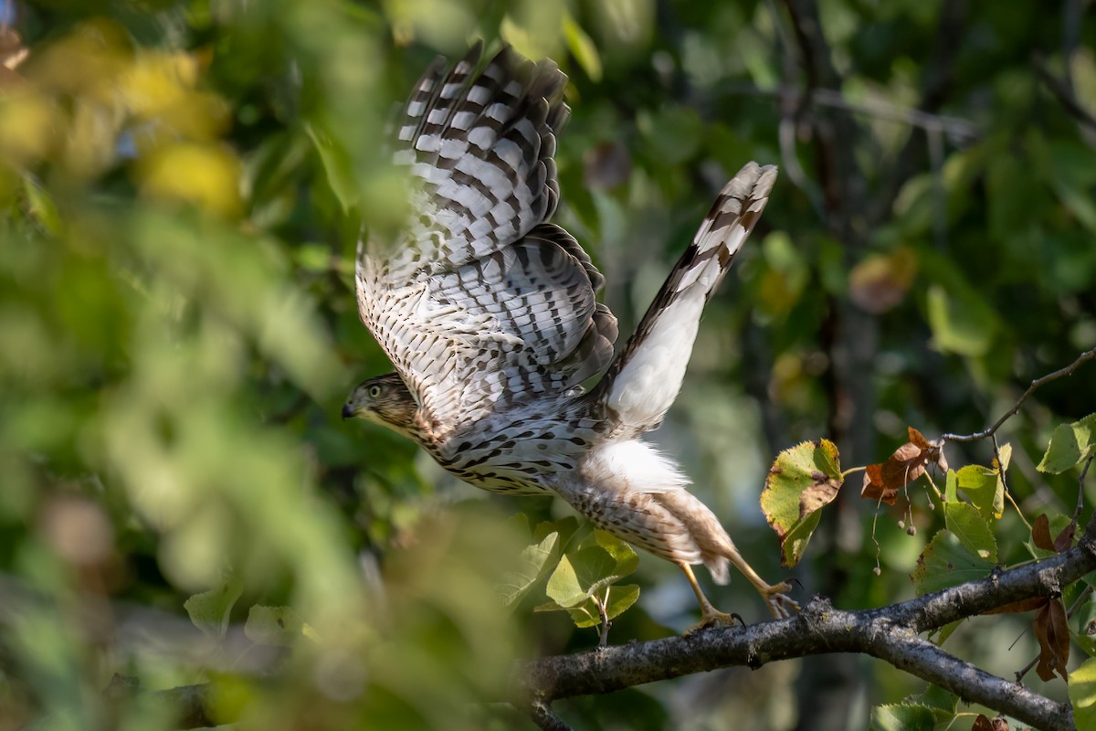 Cooper's Hawk - ML624570819