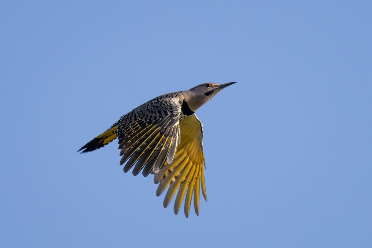 Northern Flicker - ML624570820