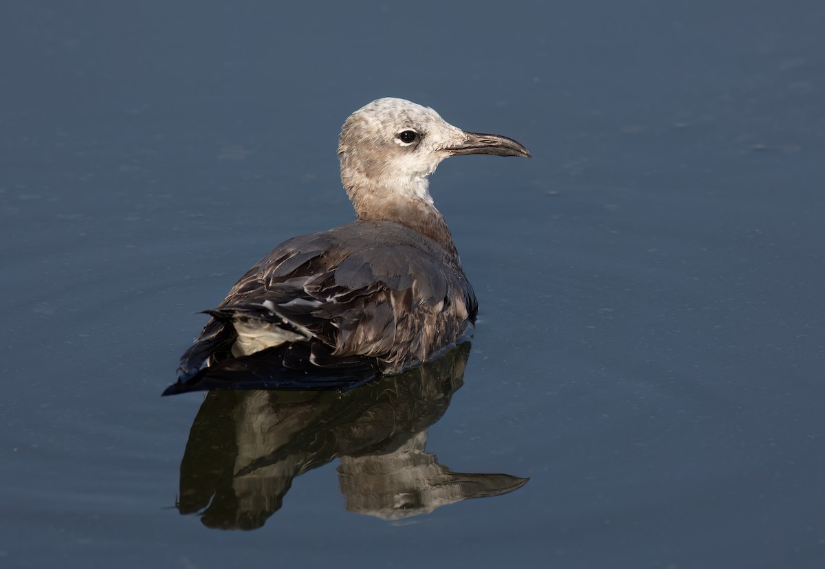 Laughing Gull - ML624570821