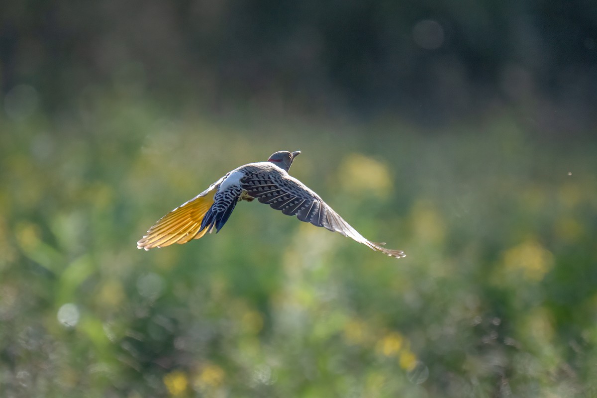 Northern Flicker - ML624570822