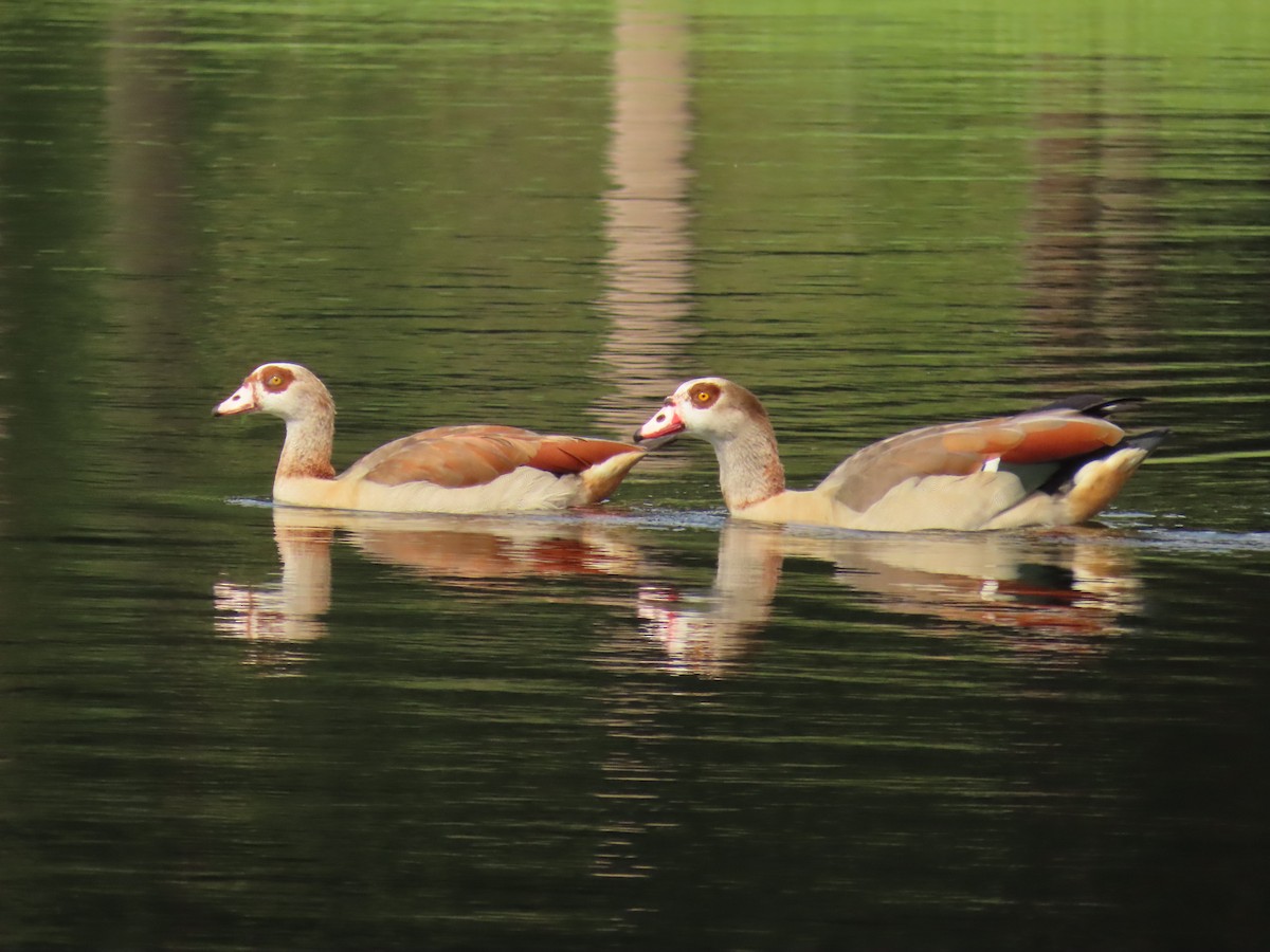 Egyptian Goose - ML624570823