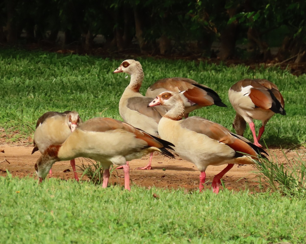 Egyptian Goose - ML624570824