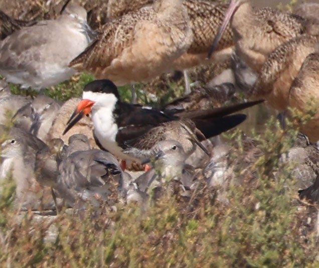 Black Skimmer - ML624570825