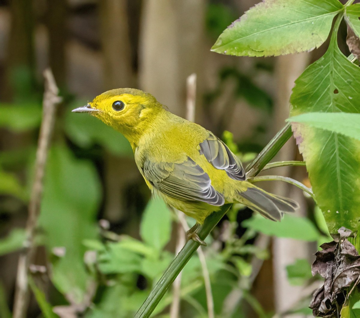 Wilson's Warbler - ML624570828