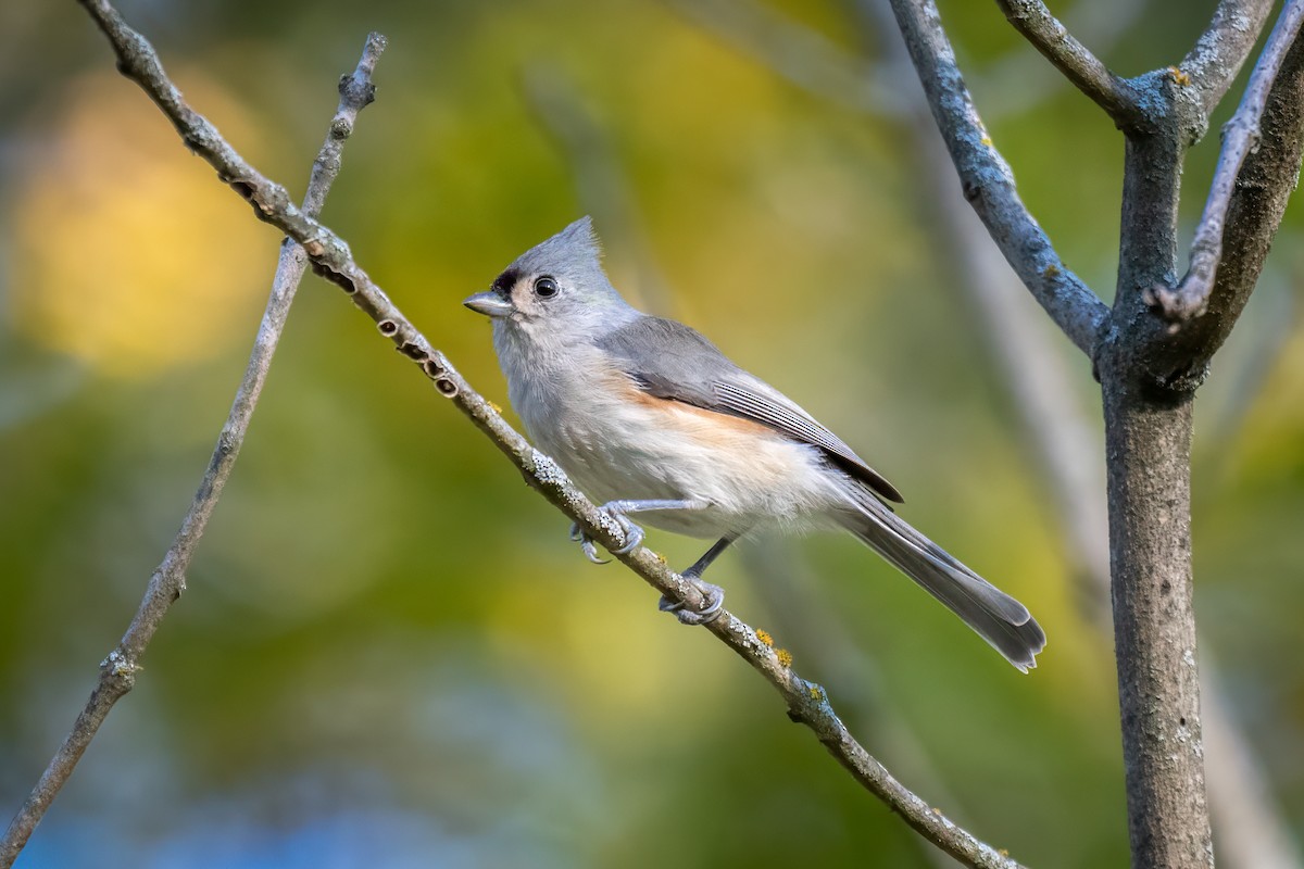 Tufted Titmouse - ML624570829