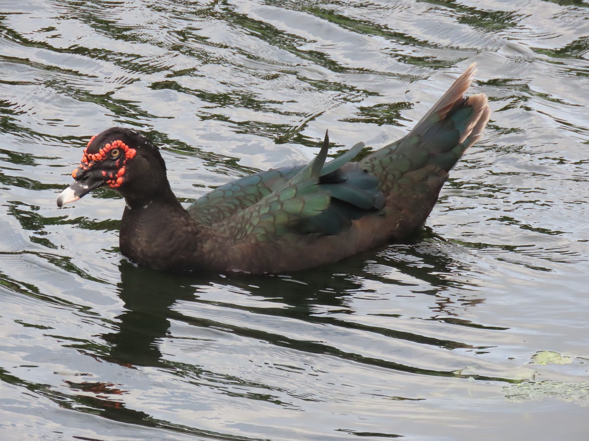 Muscovy Duck (Domestic type) - ML624570830