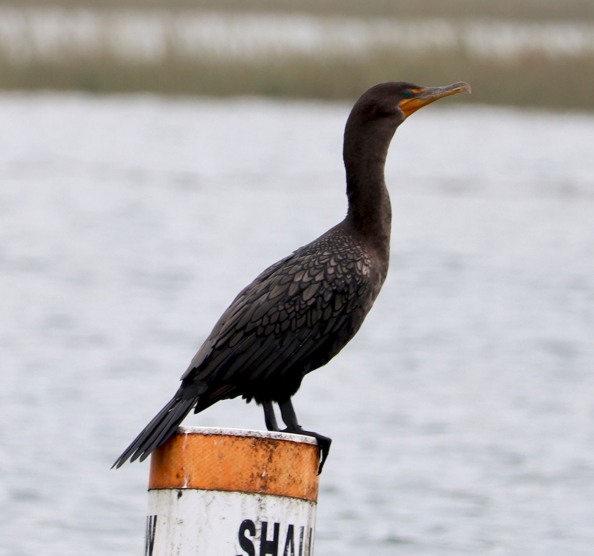 Double-crested Cormorant - ML624570832