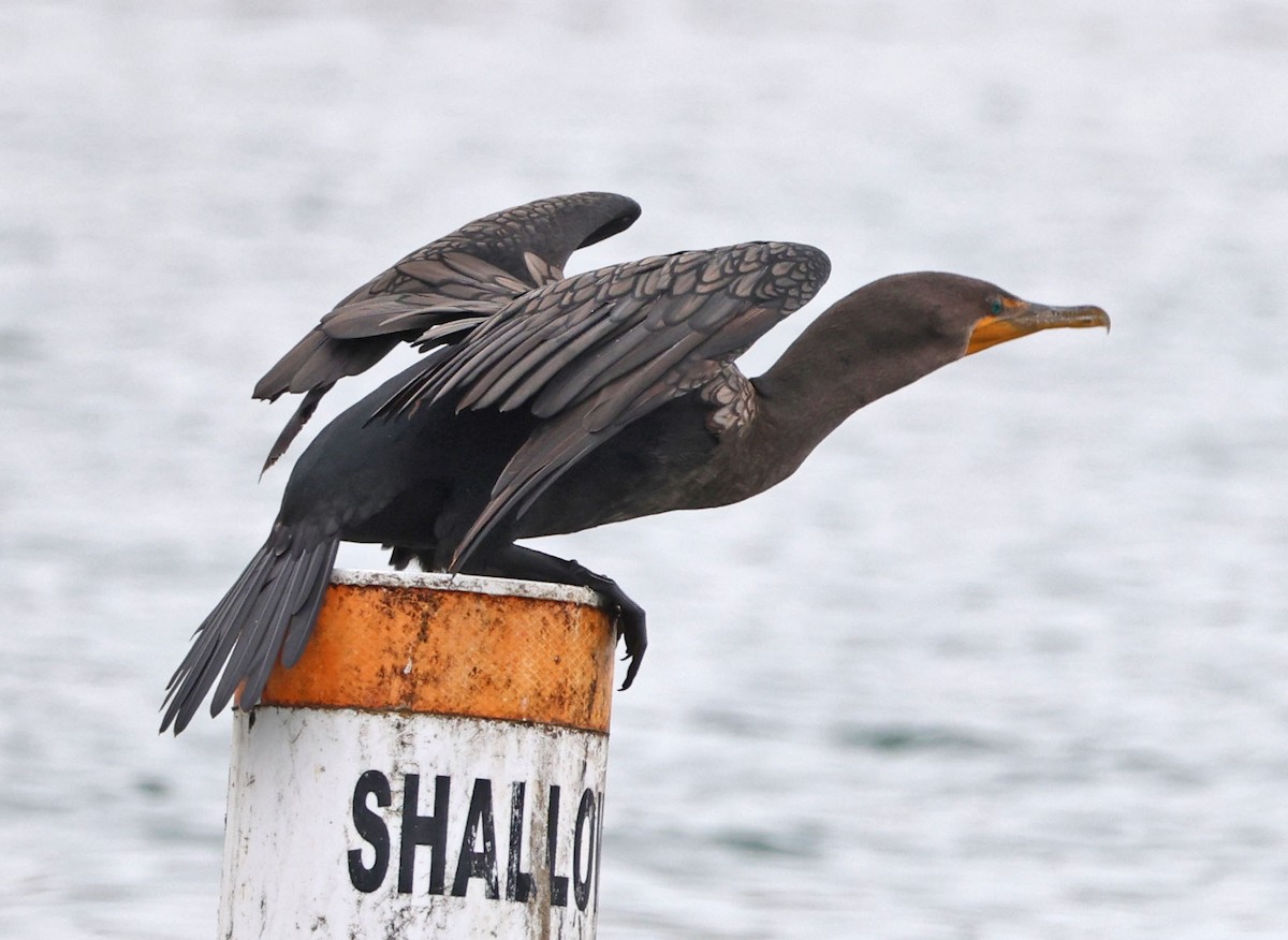 Double-crested Cormorant - ML624570834