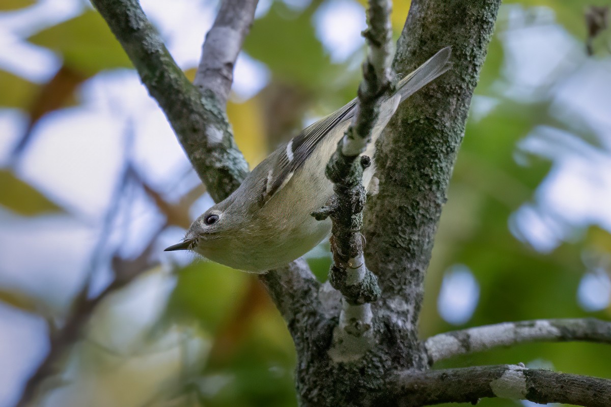 Ruby-crowned Kinglet - ML624570837