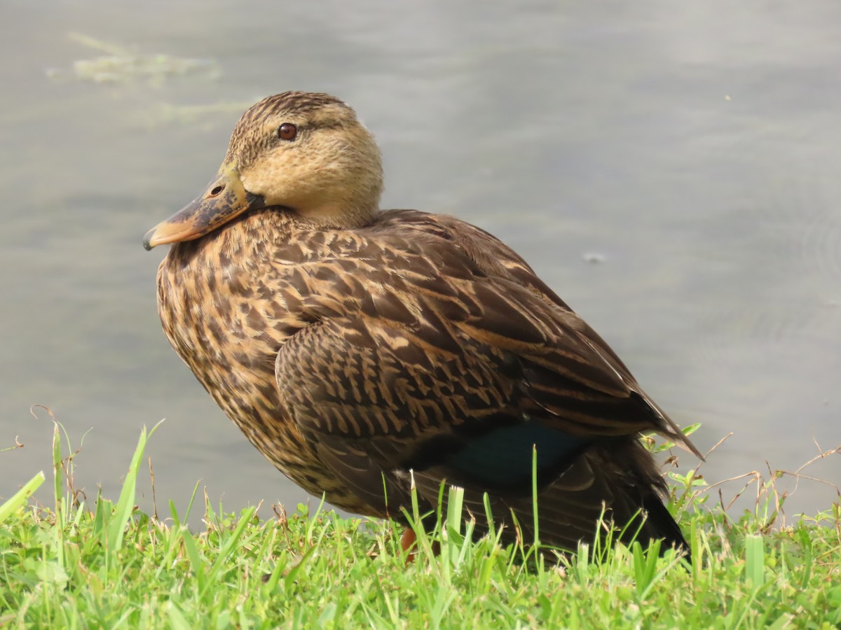 Mallard x Mottled Duck (hybrid) - Laurie Witkin