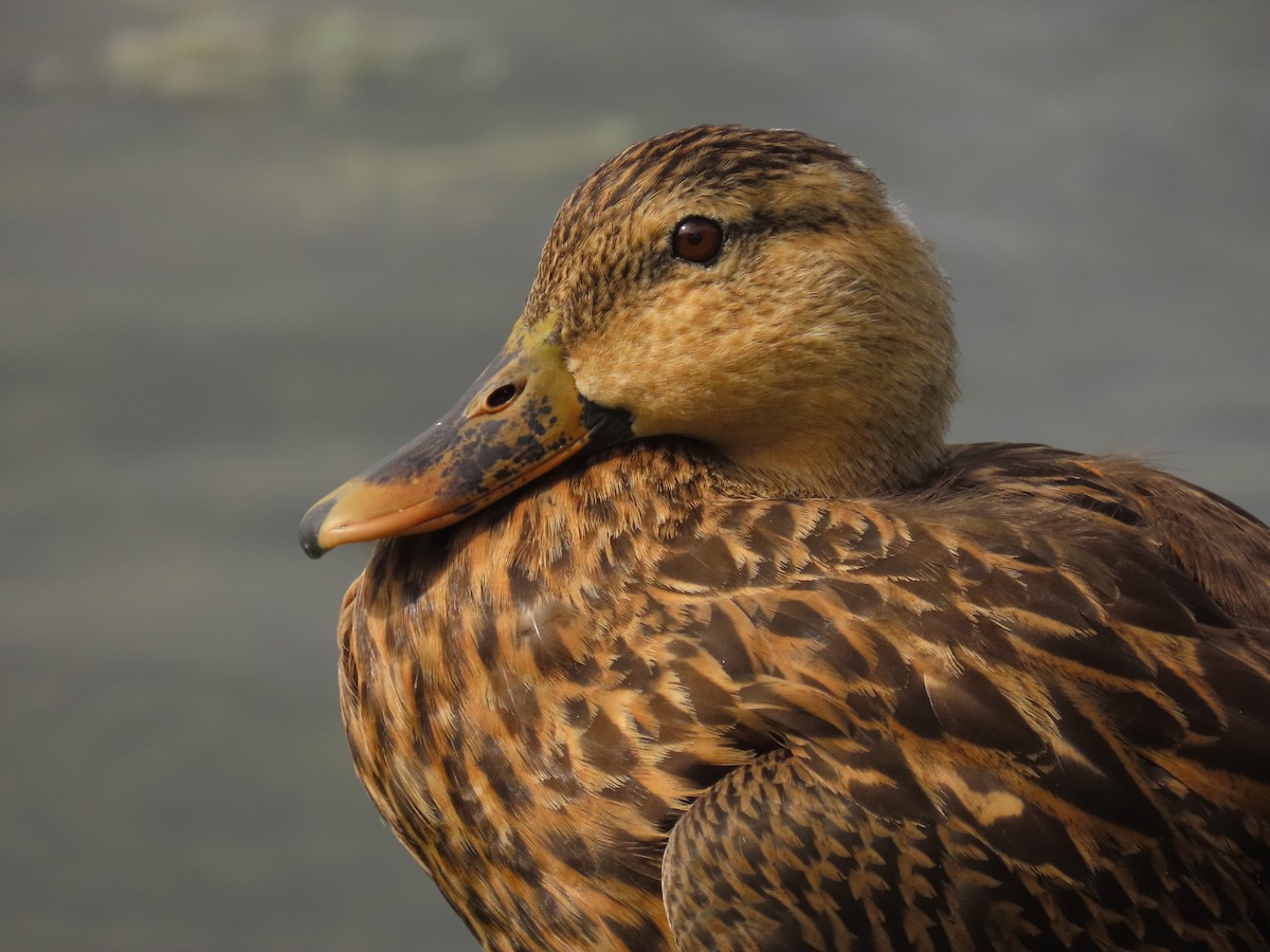 Mallard x Mottled Duck (hybrid) - Laurie Witkin