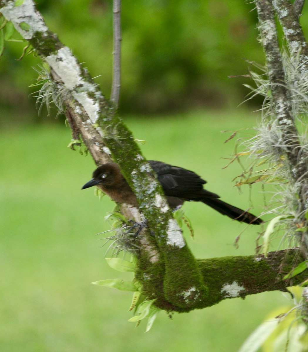 Great-tailed Grackle - ML624570899