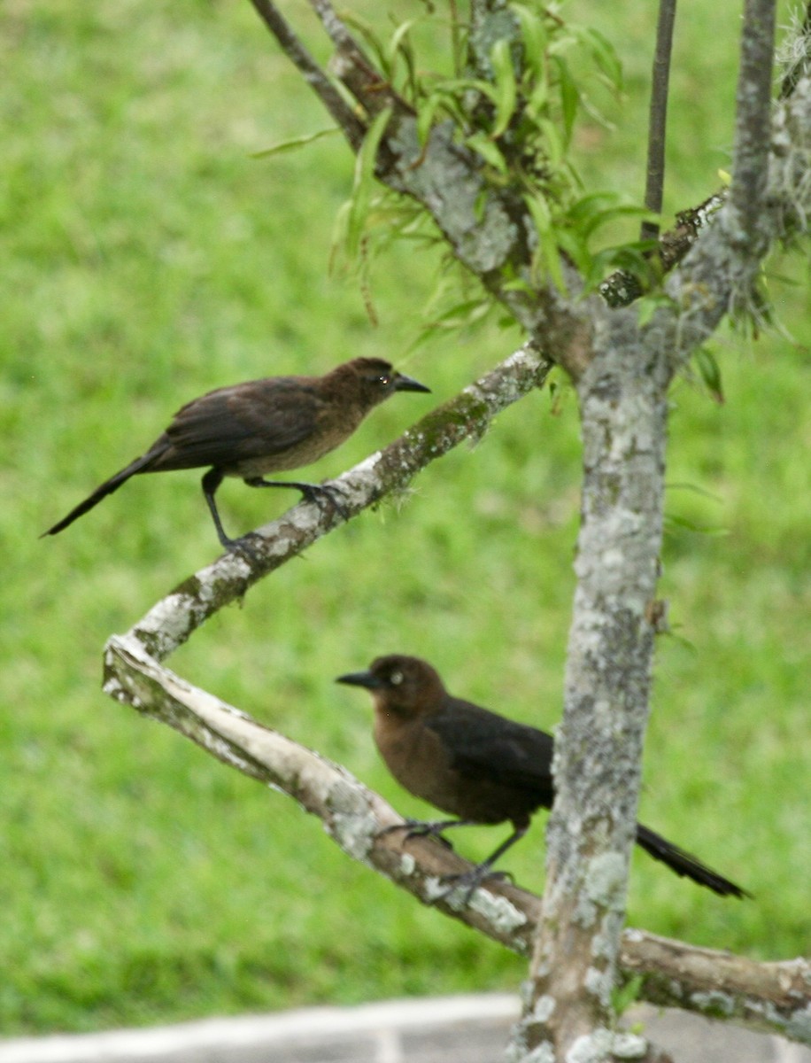 Great-tailed Grackle - ML624570900