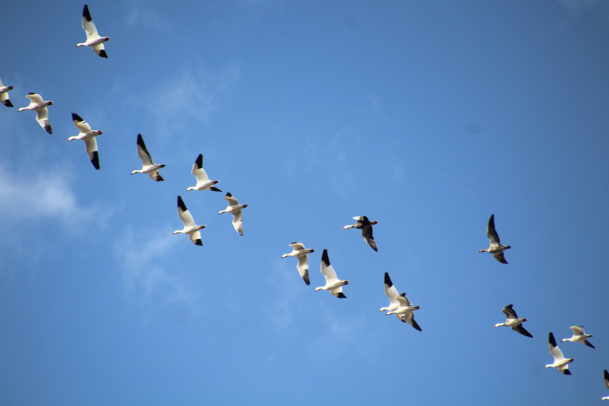 Snow Goose - Elaine Cassidy