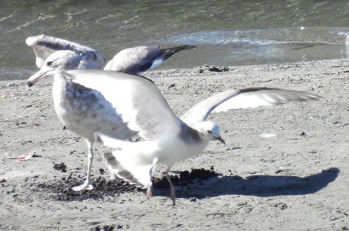 Sabine's Gull - Bonnie Roemer