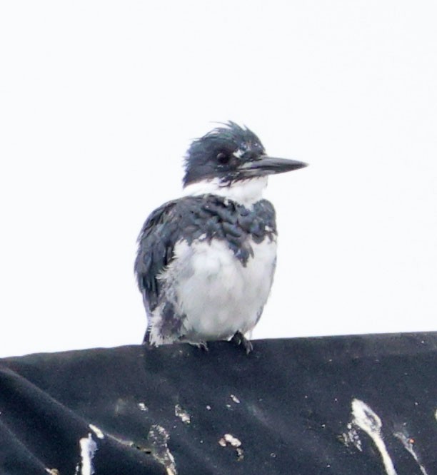 Belted Kingfisher - Diane Etchison