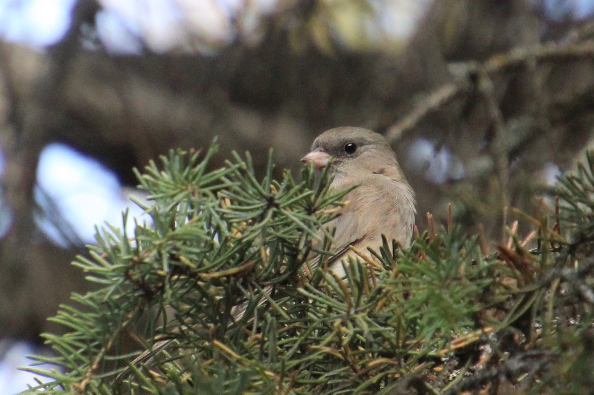 Dark-eyed Junco - Elaine Cassidy