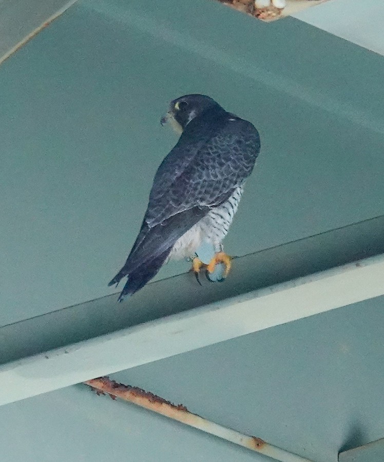 Peregrine Falcon - Kathleen Horn