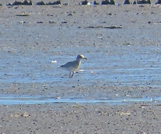 Black-bellied Plover - Nancy Anderson