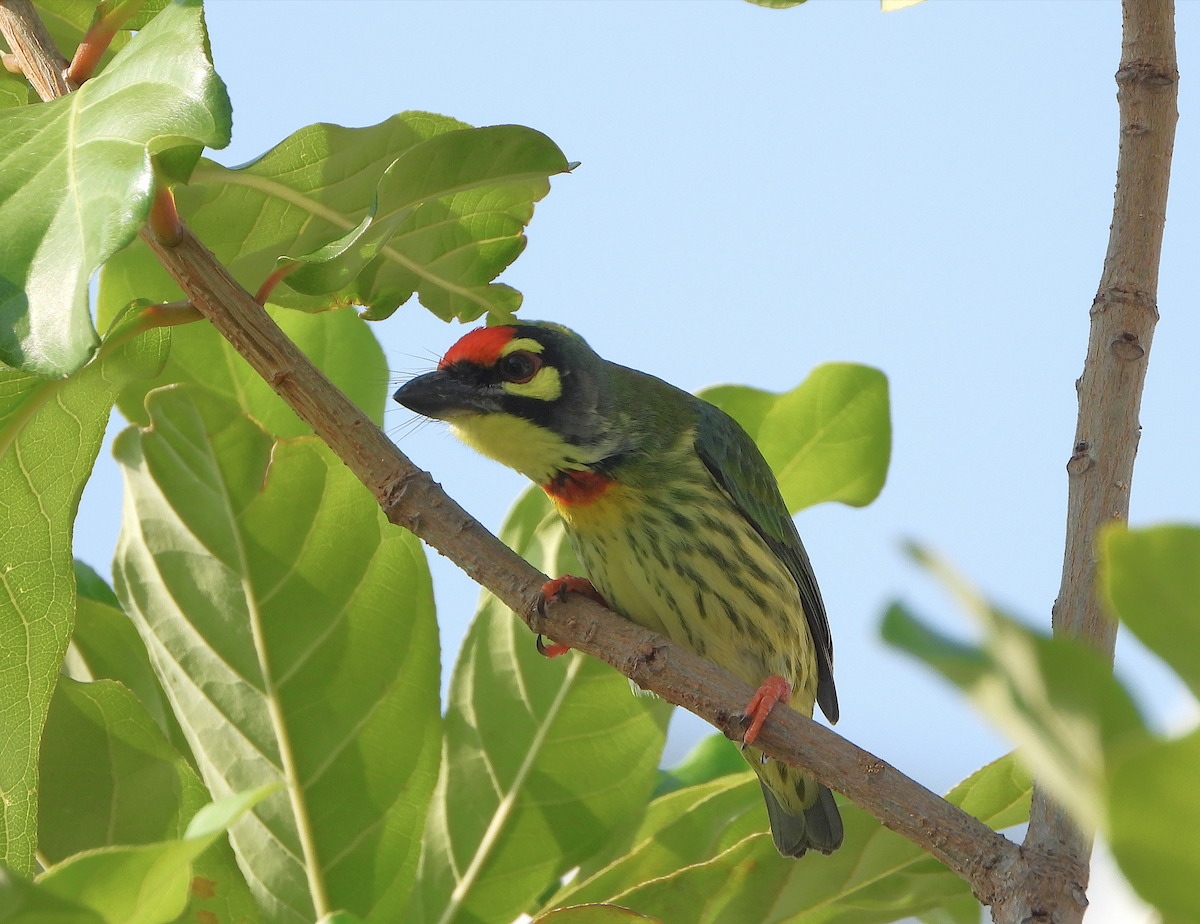 Coppersmith Barbet - ML624570995