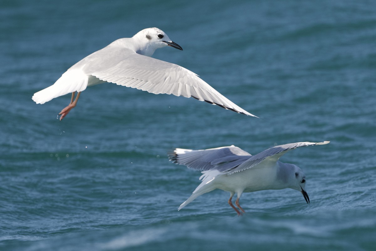 Bonaparte's Gull - Donald Estep