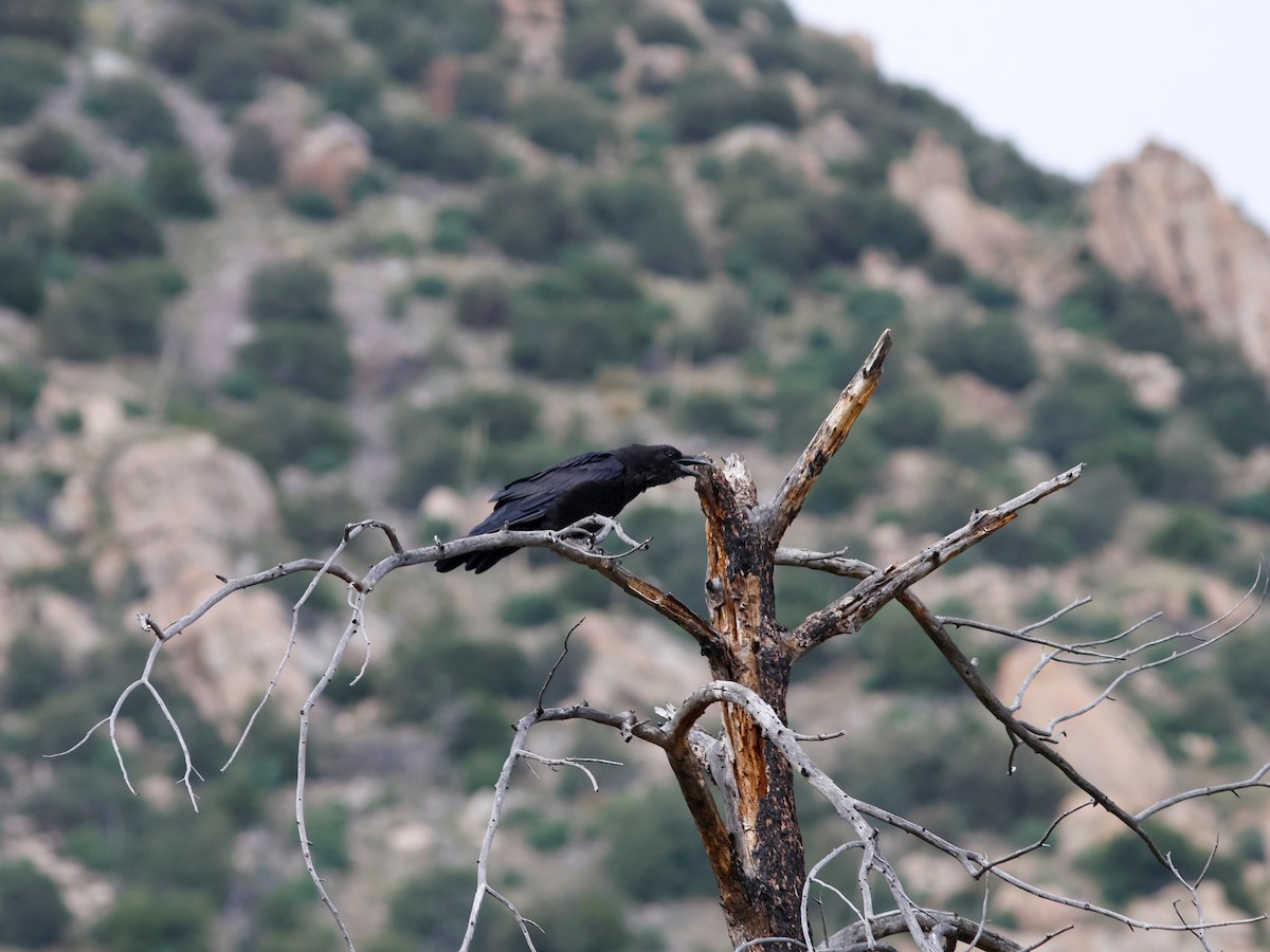 Common Raven - ML624571011