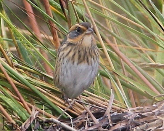 Saltmarsh Sparrow - ML624571012