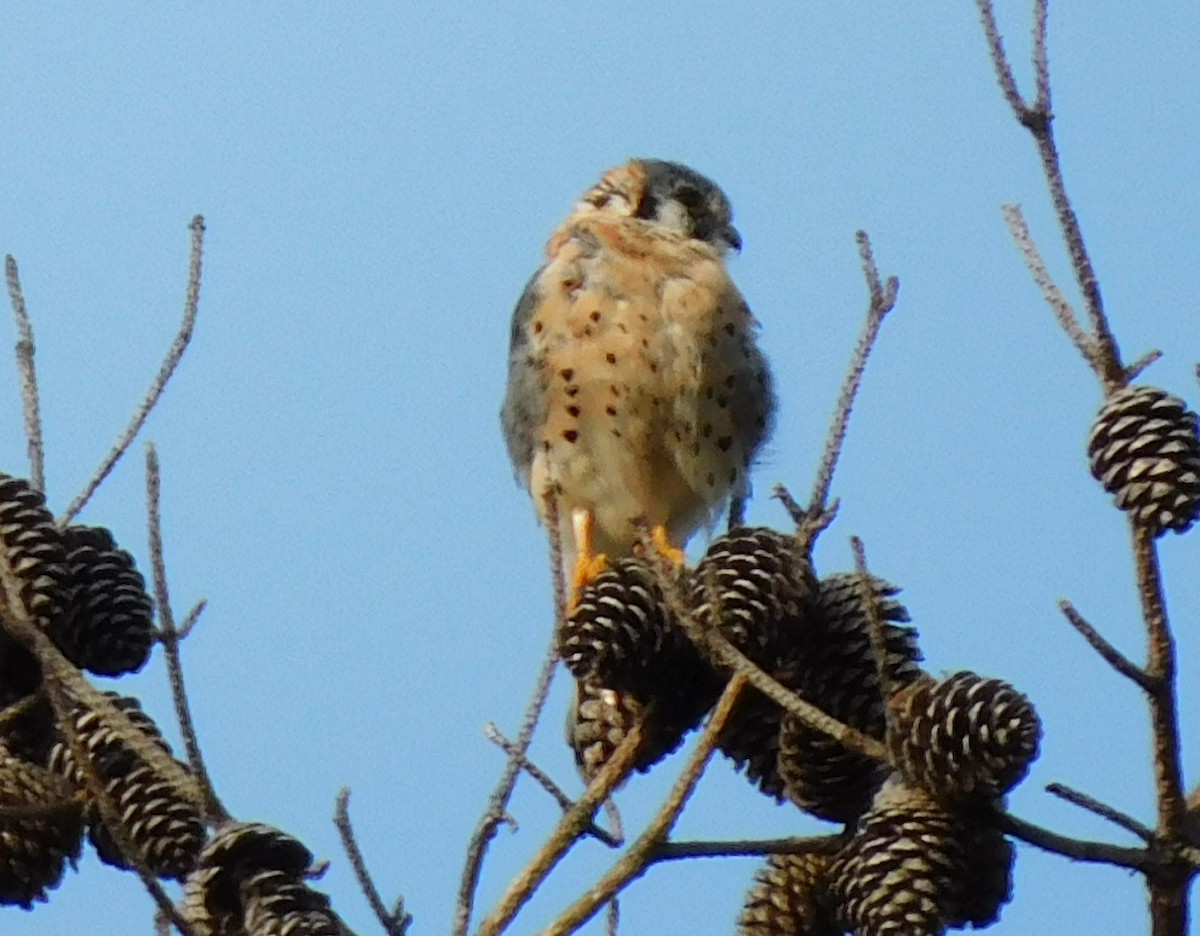 American Kestrel - ML624571013