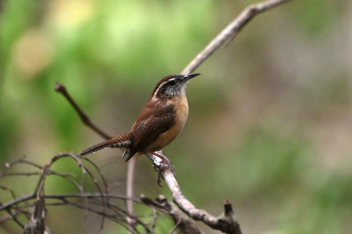 Carolina Wren - ML624571014