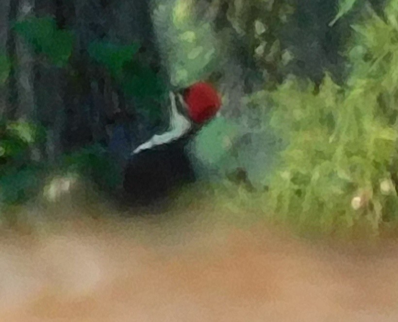 Pileated Woodpecker - ML624571017