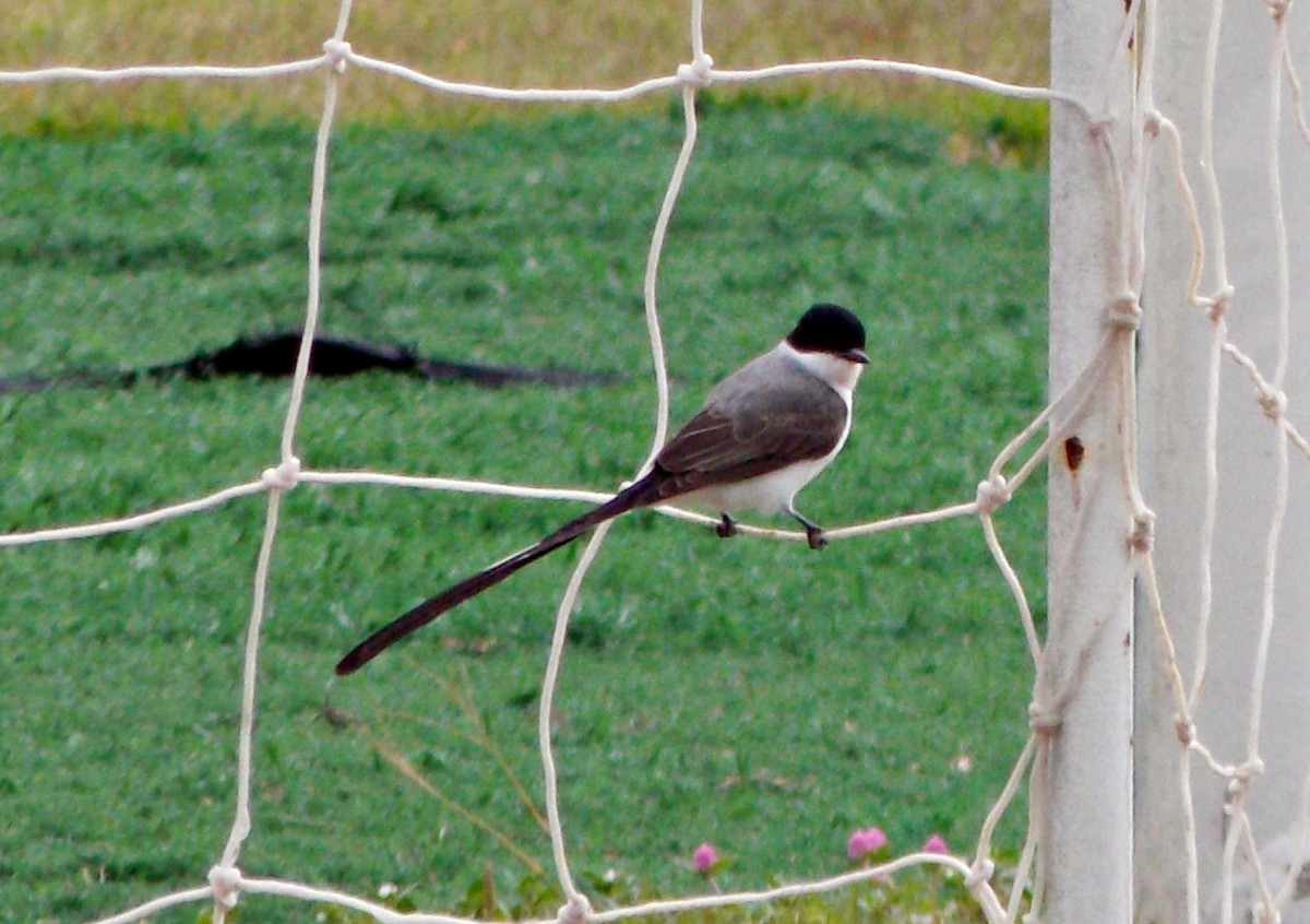 Fork-tailed Flycatcher (savana) - ML624571018