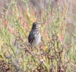 Savannah Sparrow (Savannah) - ML624571019