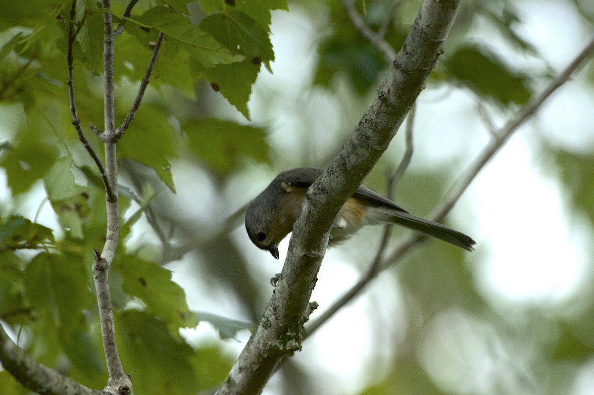 Tufted Titmouse - ML624571020