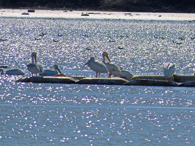 American White Pelican - Nancy Anderson