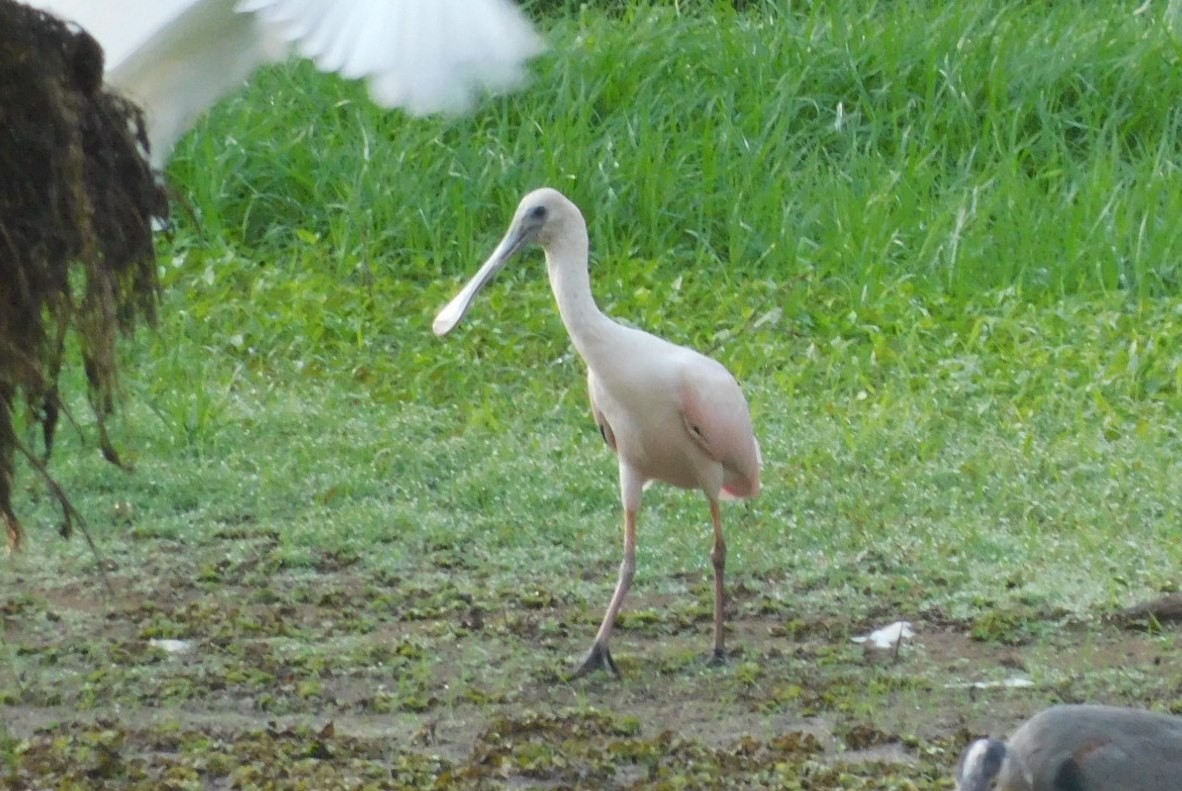 Roseate Spoonbill - ML624571022